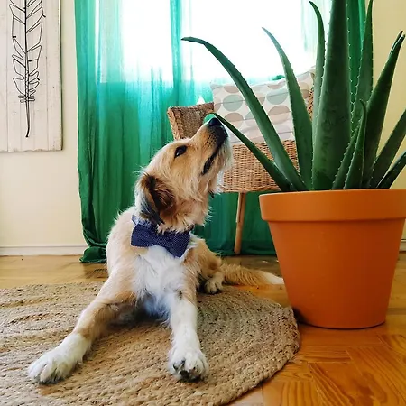 Element 2* Costa da Caparica