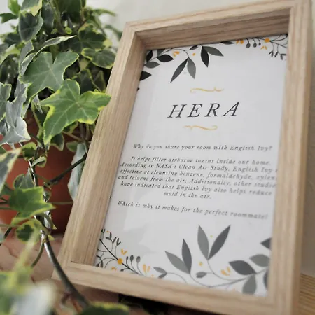 Element 코스타 다 카파리카